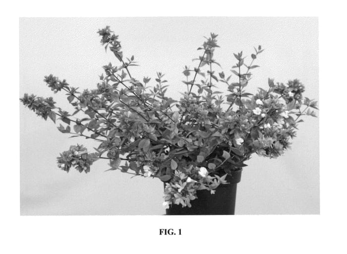 Figure 1 of US plant patent PP25193, the photograph of OPSTAL40 printed in the patent.