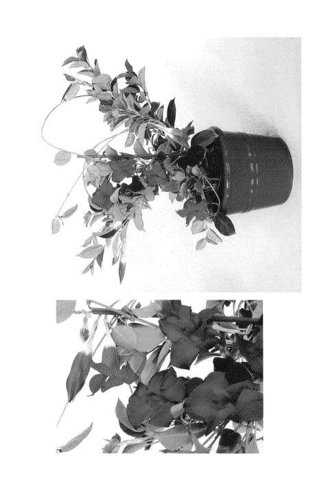 Figure 1 of US plant patent PP25194, the photograph of Alegnuflor942 printed in the patent.