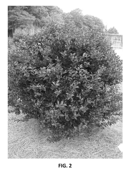 Figure 2 of US plant patent PP25195, the photograph of PIILAG B4 printed in the patent.
