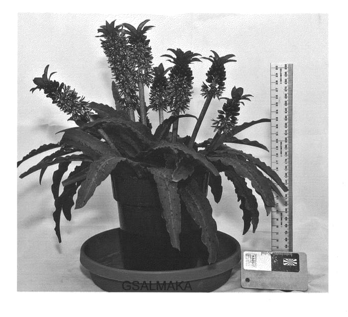 Figure 1 of US plant patent PP25196, the photograph of GSALMAKA printed in the patent.
