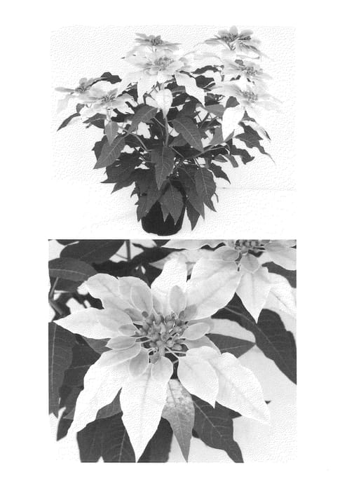 Figure 1 of US plant patent PP25197, the photograph of Bonpri 2761 printed in the patent.
