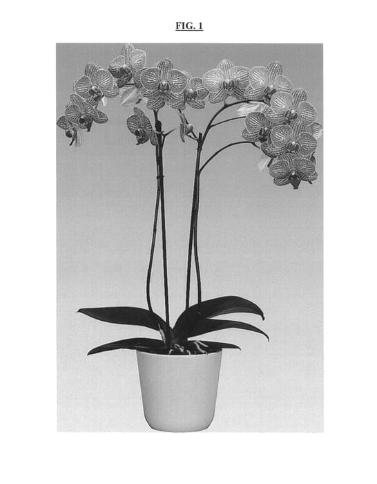 Figure 1 of US plant patent PP25198, the photograph of Miraculous printed in the patent.
