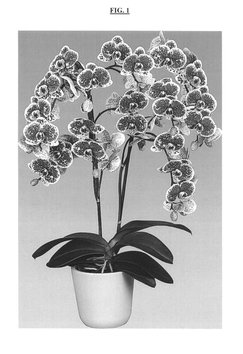 Figure 1 of US plant patent PP25199, the photograph of Sparkle printed in the patent.
