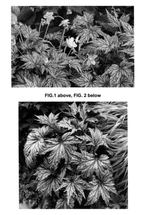 Figure 1 of US plant patent PP25200, the photograph of Garden Angel Silver printed in the patent.