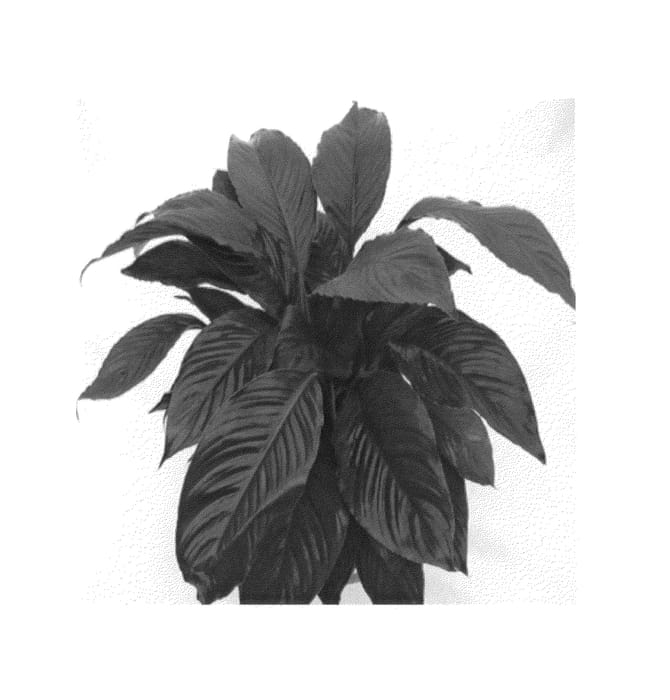 Figure 1 of US plant patent PP25201, the photograph of 500JET printed in the patent.