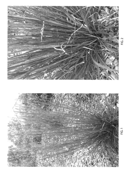 Figure 1 of US plant patent PP25202, the photograph of Standing Ovation printed in the patent.