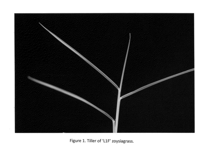 Figure 1 of US plant patent PP25203, the photograph of L1F printed in the patent.