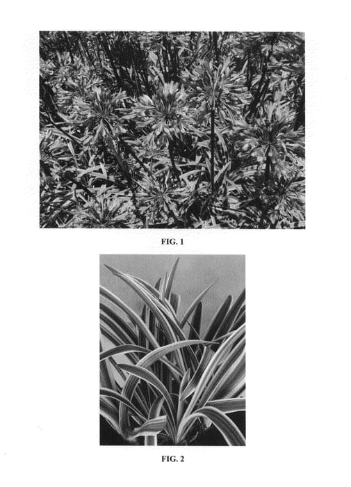 Figure 1 of US plant patent PP25204, the photograph of HinesAg1 printed in the patent.