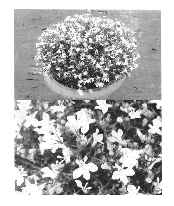 Figure 1 of US plant patent PP25205, the photograph of Sunlobecoho printed in the patent.