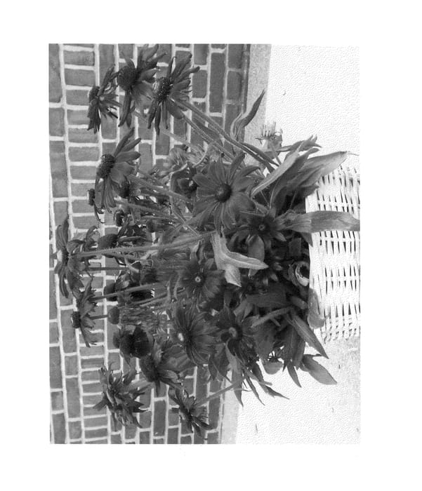 Figure 1 of US plant patent PP25206, the photograph of ET-RDB 03 printed in the patent.