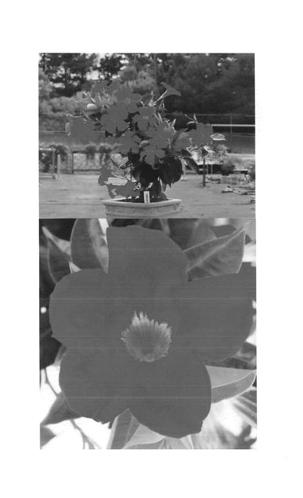 Figure 1 of US plant patent PP25207, the photograph of Sunparaoros printed in the patent.