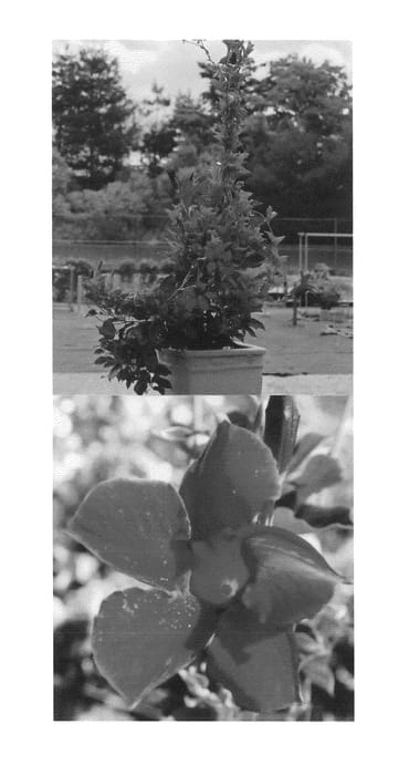 Figure 1 of US plant patent PP25208, the photograph of Sunparaochoco printed in the patent.