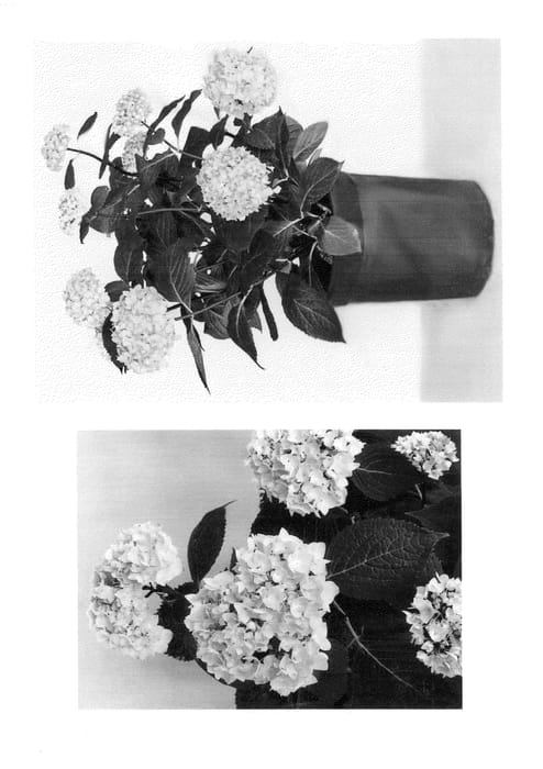 Figure 1 of US plant patent PP25209, the photograph of Monmar printed in the patent.