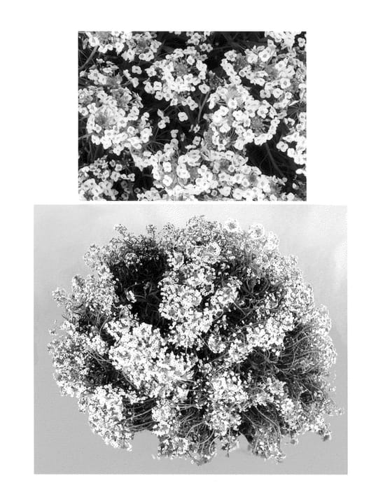 Figure 1 of US plant patent PP25210, the photograph of Inlbuwikni printed in the patent.