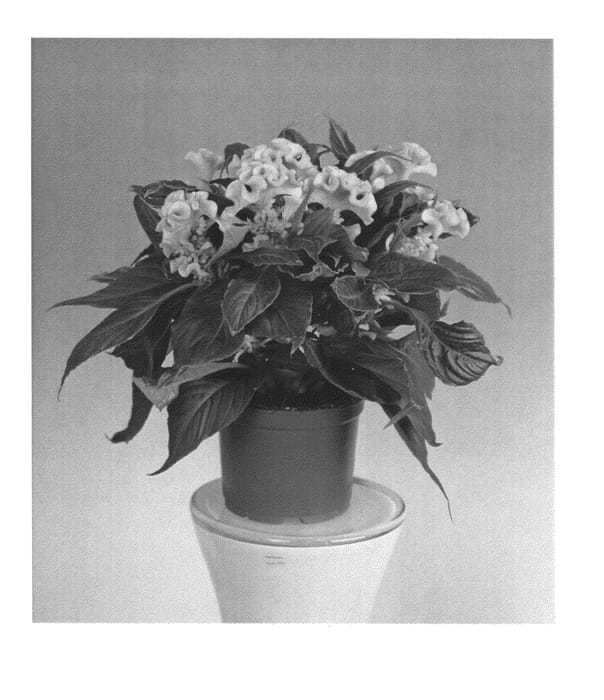 Figure 1 of US plant patent PP25211, the photograph of Zancetopicsun printed in the patent.