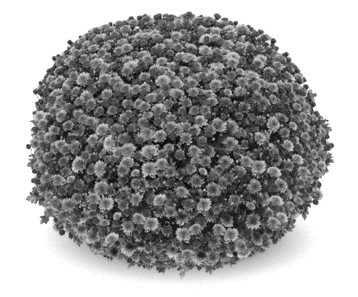 Figure 1 of US plant patent PP25212, the photograph of Jasoda Dark Orange printed in the patent.
