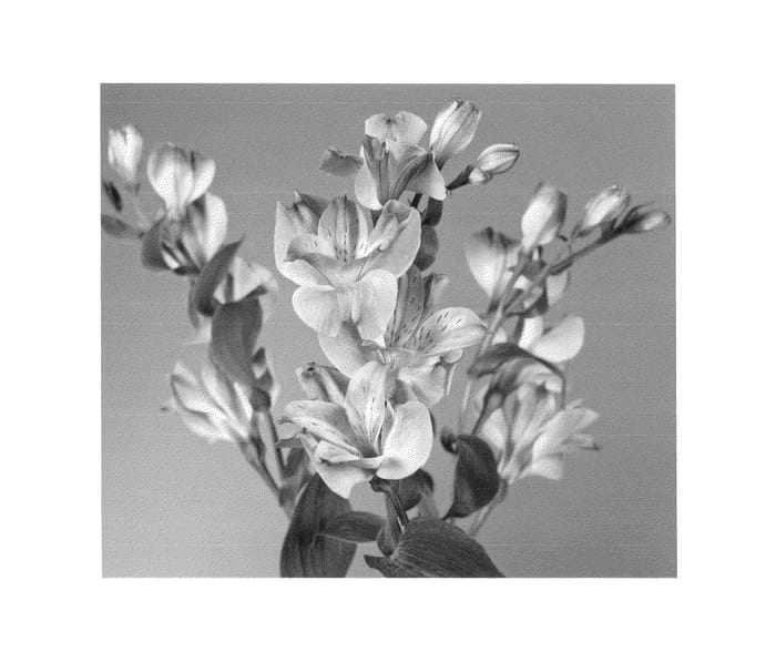 Figure 1 of US plant patent PP25213, the photograph of Zalsabri printed in the patent.