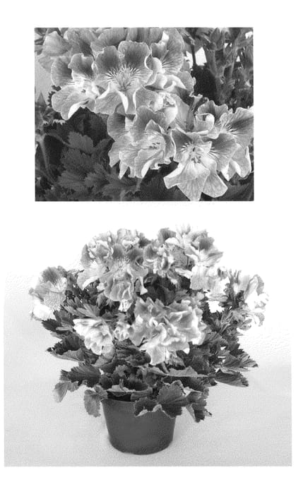 Figure 1 of US plant patent PP25214, the photograph of Oglger3012 printed in the patent.