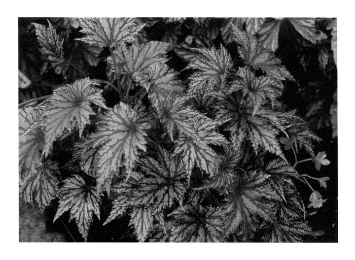 Figure 1 of US plant patent PP25215, the photograph of Garden Angel Blush printed in the patent.