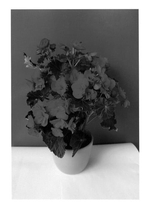 Figure 1 of US plant patent PP25216, the photograph of BKPBEEVR printed in the patent.