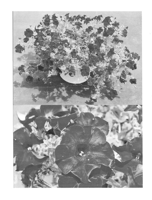 Figure 1 of US plant patent PP25217, the photograph of Sunsurf Aotatsu printed in the patent.