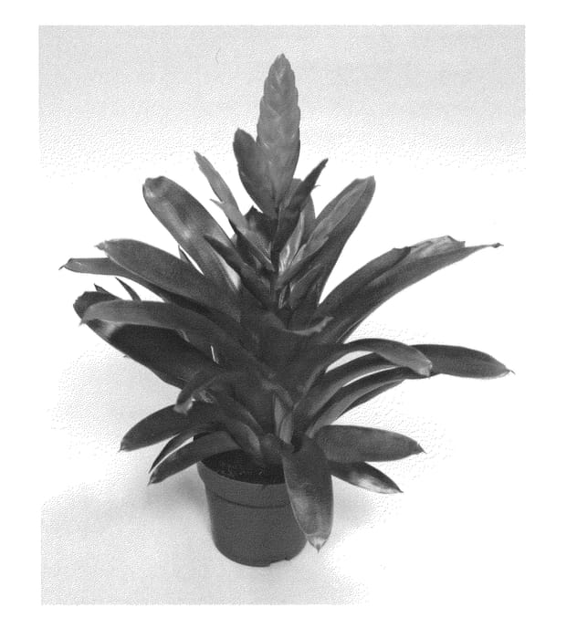 Figure 1 of US plant patent PP25218, the photograph of V821-1 printed in the patent.