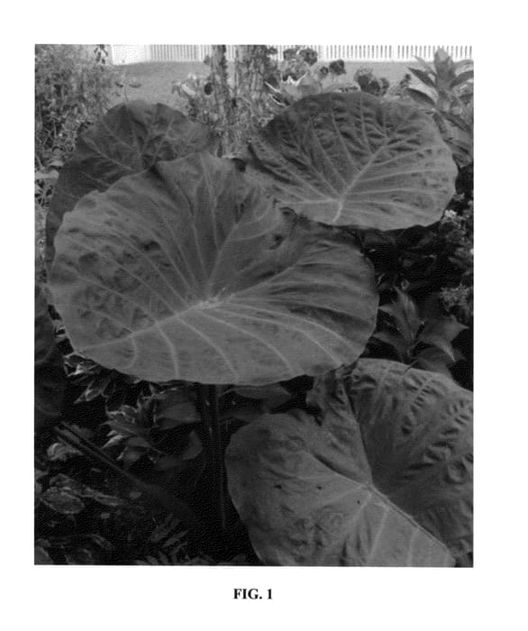 Figure 1 of US plant patent PP25219, the photograph of Noble Gigante printed in the patent.