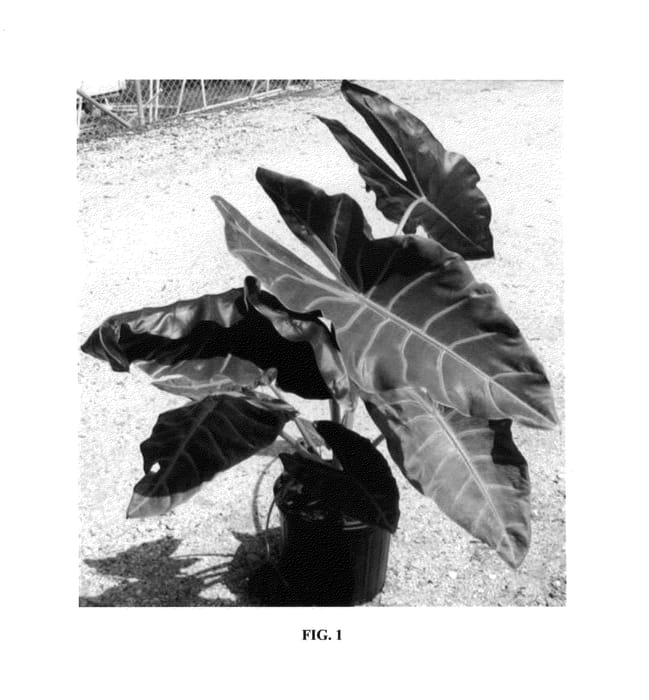 Figure 1 of US plant patent PP25220, the photograph of Zulu Mask printed in the patent.