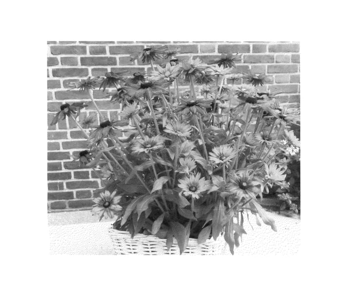 Figure 1 of US plant patent PP25221, the photograph of ET-RDB 01 printed in the patent.