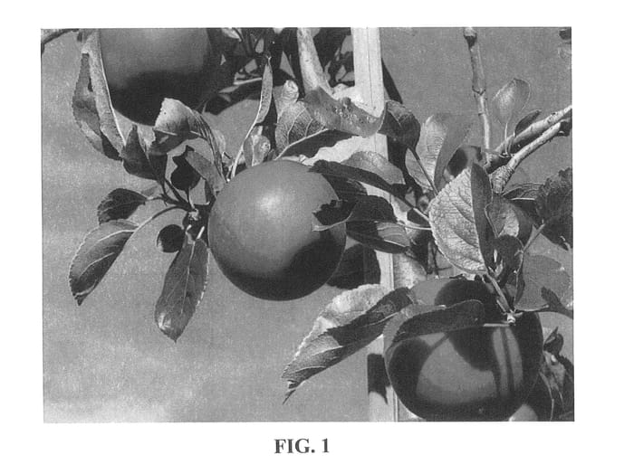 Figure 1 of US plant patent PP25222, the photograph of Delcored printed in the patent.
