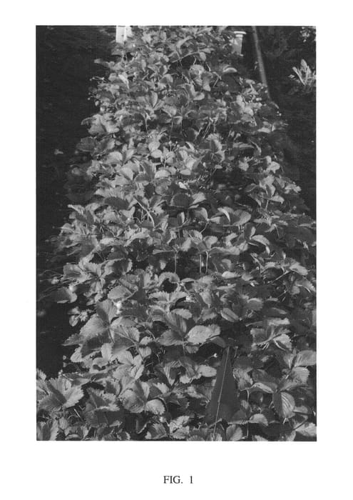 Figure 1 of US plant patent PP25223, the photograph of Sweet Sunrise printed in the patent.