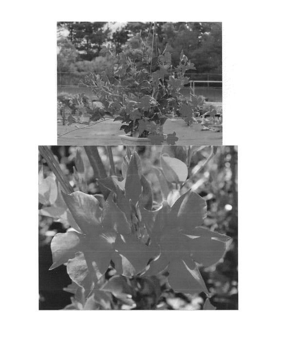 Figure 1 of US plant patent PP25224, the photograph of Sunpara 3242 printed in the patent.