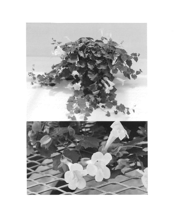 Figure 1 of US plant patent PP25225, the photograph of Sunloshiro printed in the patent.