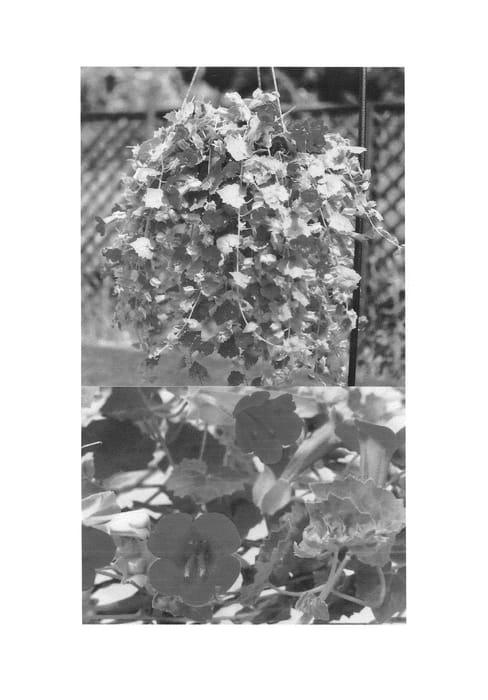 Figure 1 of US plant patent PP25226, the photograph of Sunlorose printed in the patent.