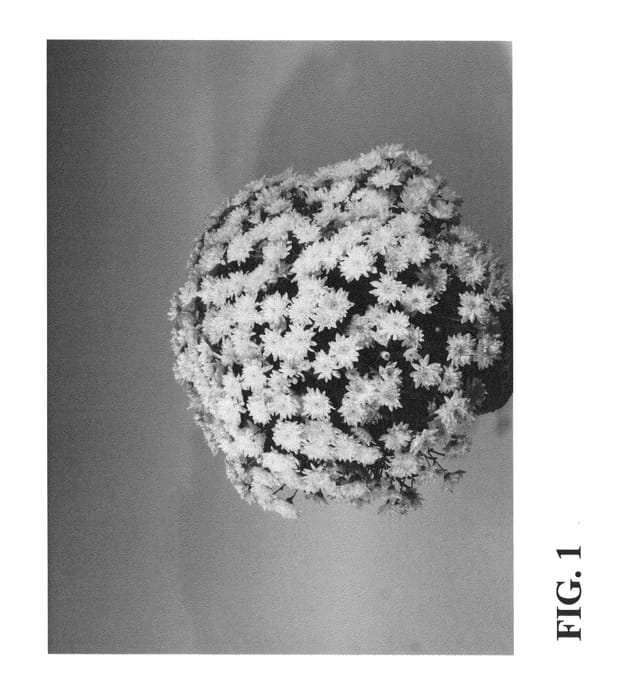 Figure 1 of US plant patent PP25227, the photograph of Zanmustawhi printed in the patent.