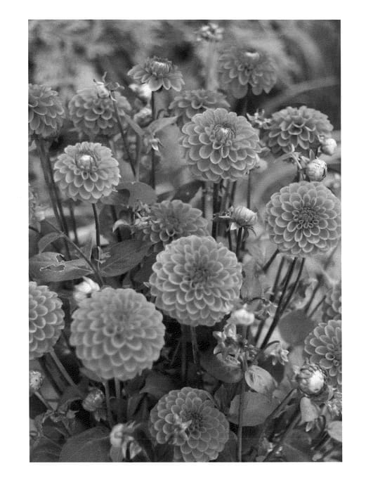 Figure 1 of US plant patent PP25229, the photograph of Lilac Fox printed in the patent.