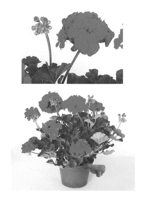 Figure 1 of US plant patent PP25230, the photograph of Oglger6132 printed in the patent.