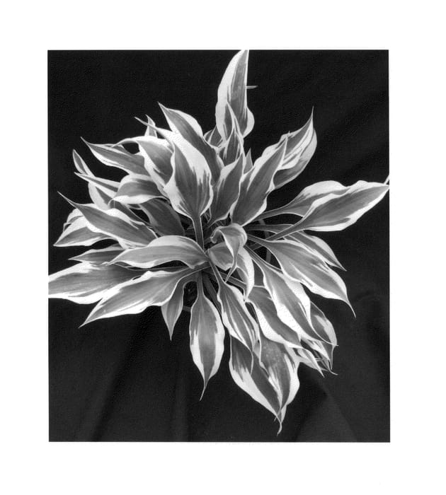 Figure 1 of US plant patent PP25231, the photograph of Bright Star printed in the patent.