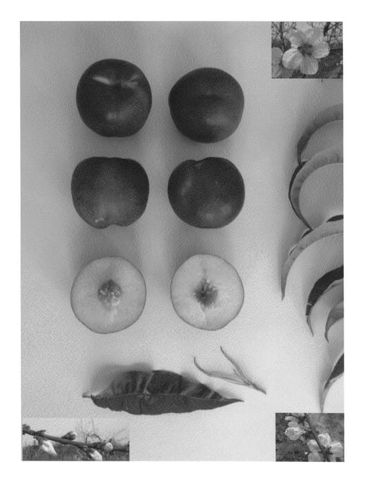 Figure 1 of US plant patent PP25232, the photograph of Pearlicious XXIII printed in the patent.