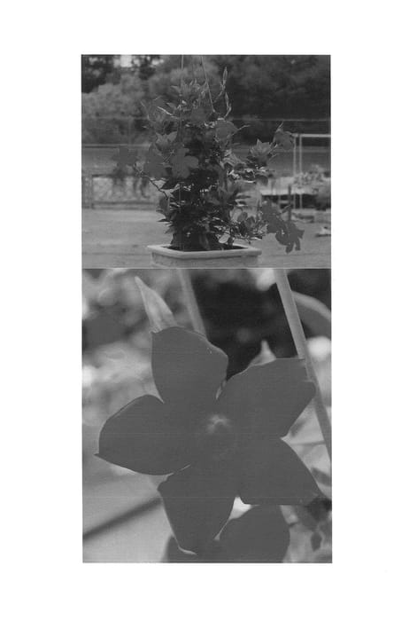 Figure 1 of US plant patent PP25233, the photograph of Sunparaoriaka printed in the patent.