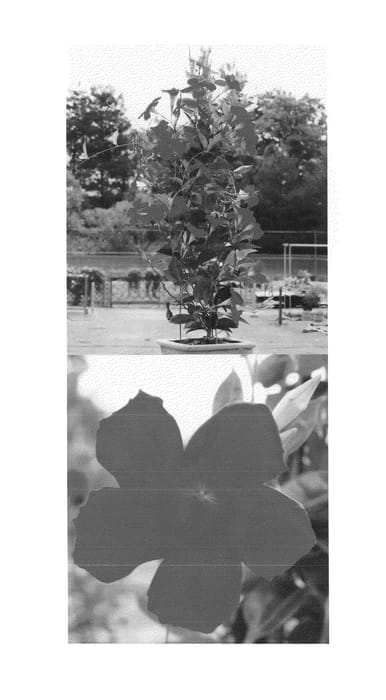 Figure 1 of US plant patent PP25234, the photograph of Sunparare 15 printed in the patent.