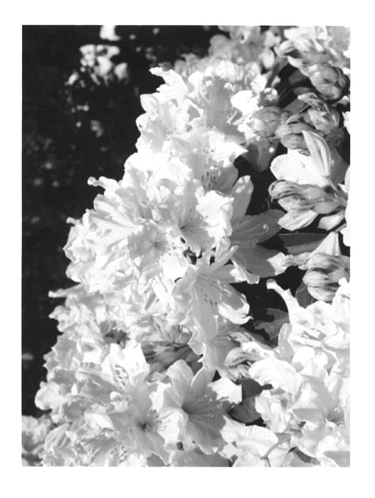 Figure 1 of US plant patent PP25235, the photograph of Rhodunter 150 printed in the patent.
