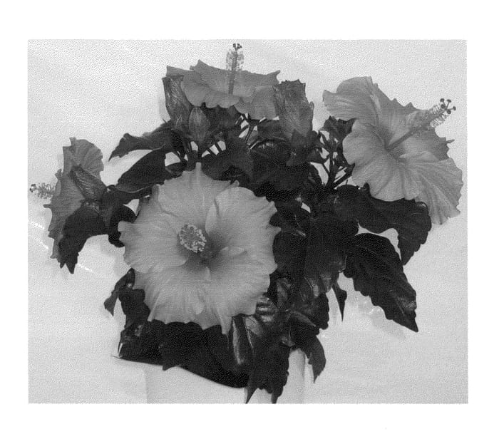 Figure 1 of US plant patent PP25236, the photograph of Juno printed in the patent.