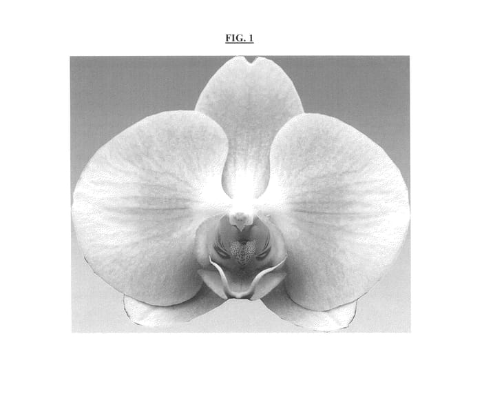 Figure 1 of US plant patent PP25237, the photograph of Patience printed in the patent.