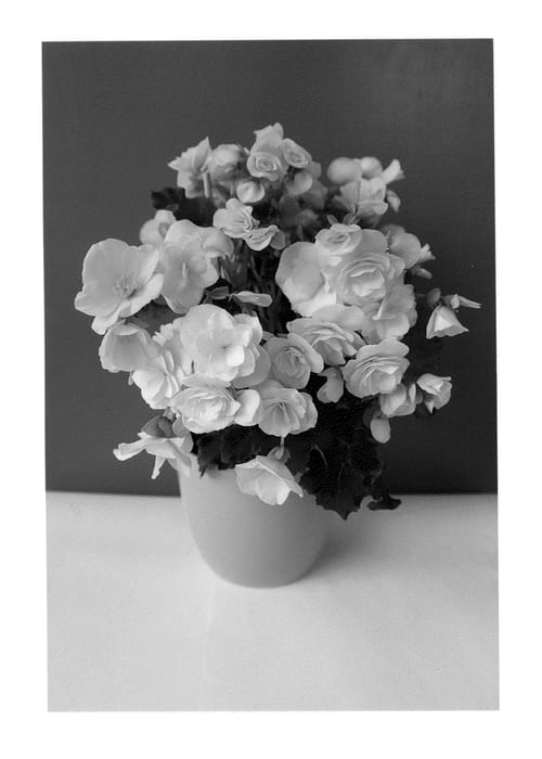 Figure 1 of US plant patent PP25238, the photograph of BKPBEELM printed in the patent.