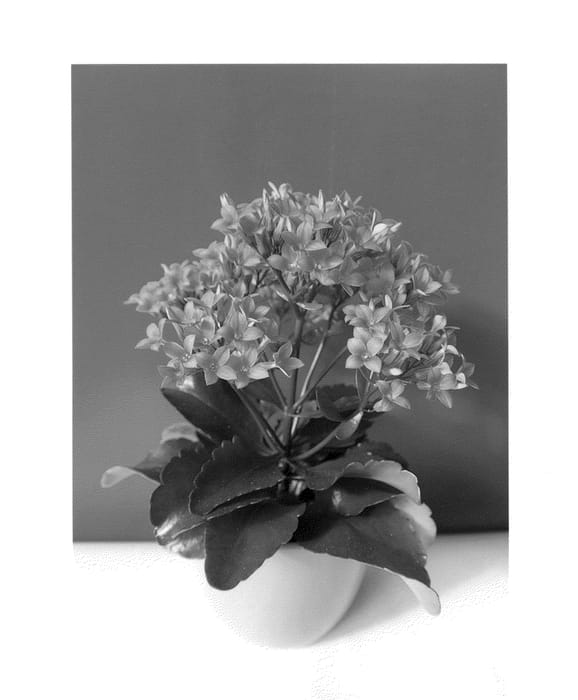 Figure 1 of US plant patent PP25239, the photograph of Kasipi printed in the patent.