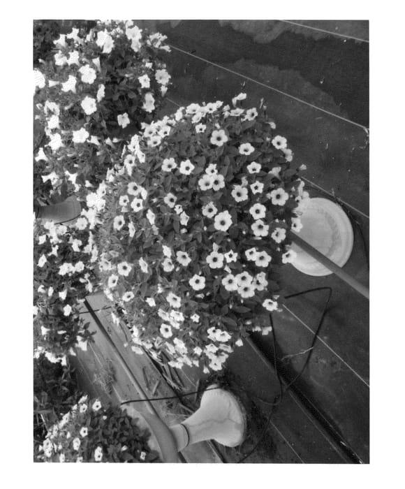 Figure 1 of US plant patent PP25240, the photograph of Keisurflipinas printed in the patent.