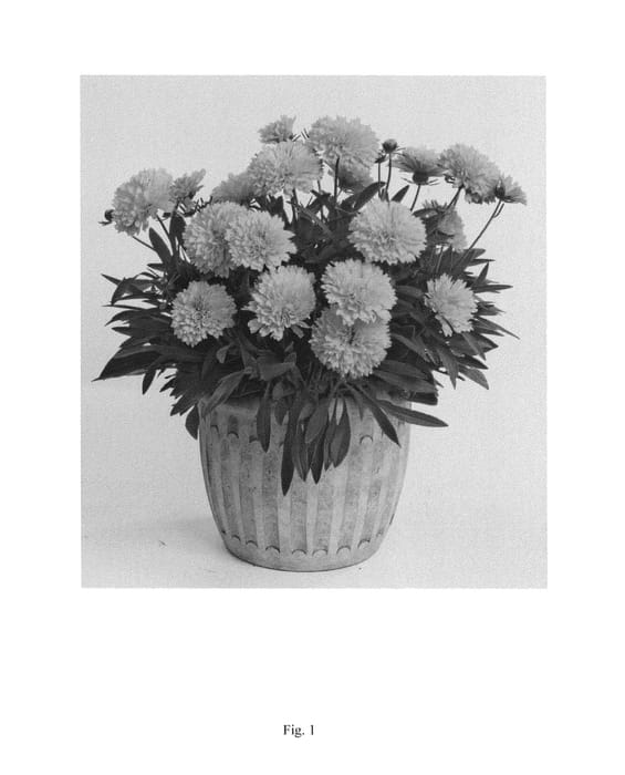Figure 1 of US plant patent PP25241, the photograph of DECOREO16 printed in the patent.