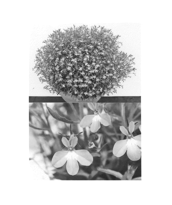 Figure 1 of US plant patent PP25242, the photograph of Sunlobecosubu printed in the patent.