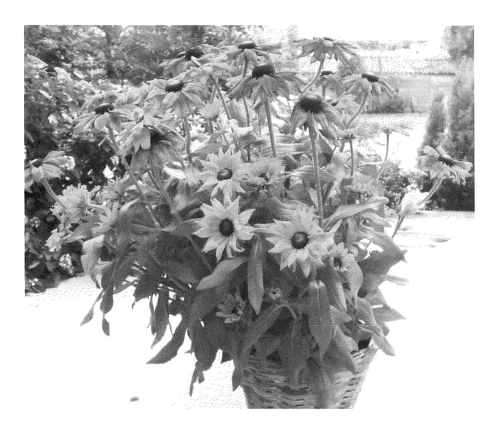 Figure 1 of US plant patent PP25243, the photograph of ET-RDB 02 printed in the patent.